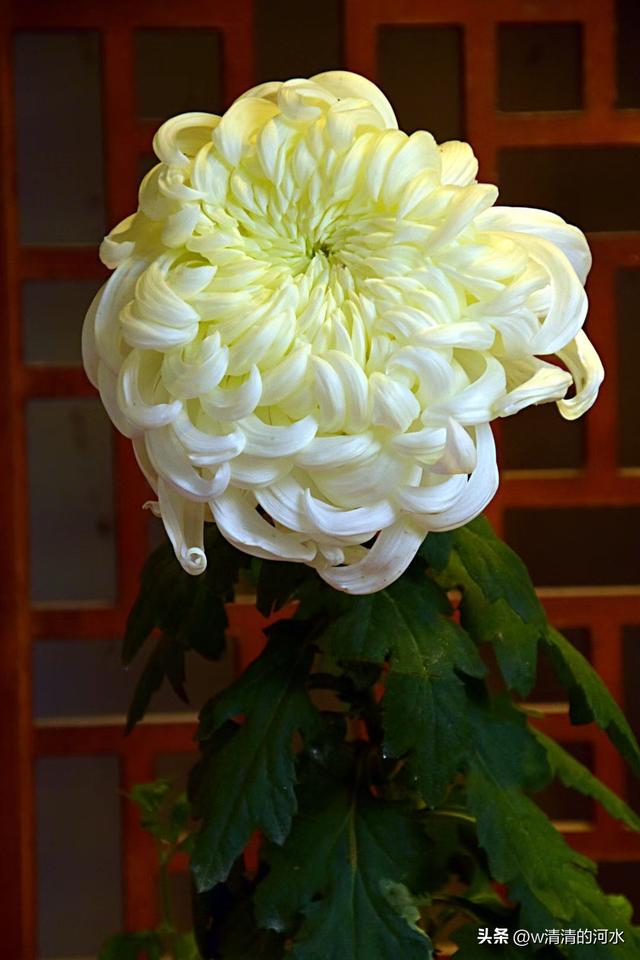 菊花是秋天里美丽的图画