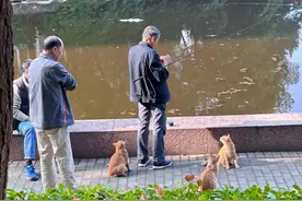 三只大橘天天陪大爷钓鱼排队等投喂#，大爷：别急，在钓了在钓了图片