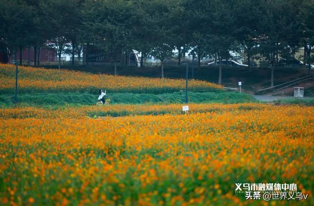 今日义乌丨义乌之秋，太仙啦