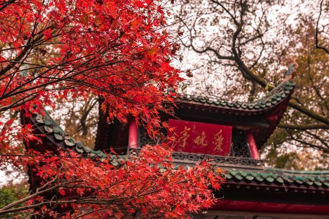 赶在降温前，把这十个景点红枫杏叶留下今年足迹，再访只待来年！