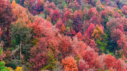 红了！武汉5000余亩红叶树，集体变色