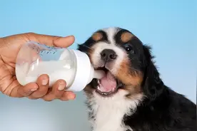 小奶狗多大开始断奶？断奶后吃该喂什么？图片