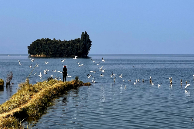观鸥季启幕 “鸥”经济升温