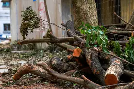 揭秘最佳腐烂树根方法：让废弃物变废为宝图片