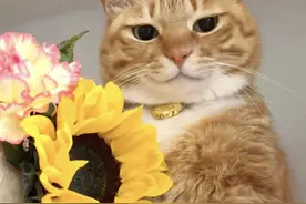 老人言：家有此“3种猫”必大富大贵！你家猫咪符合几条？图片