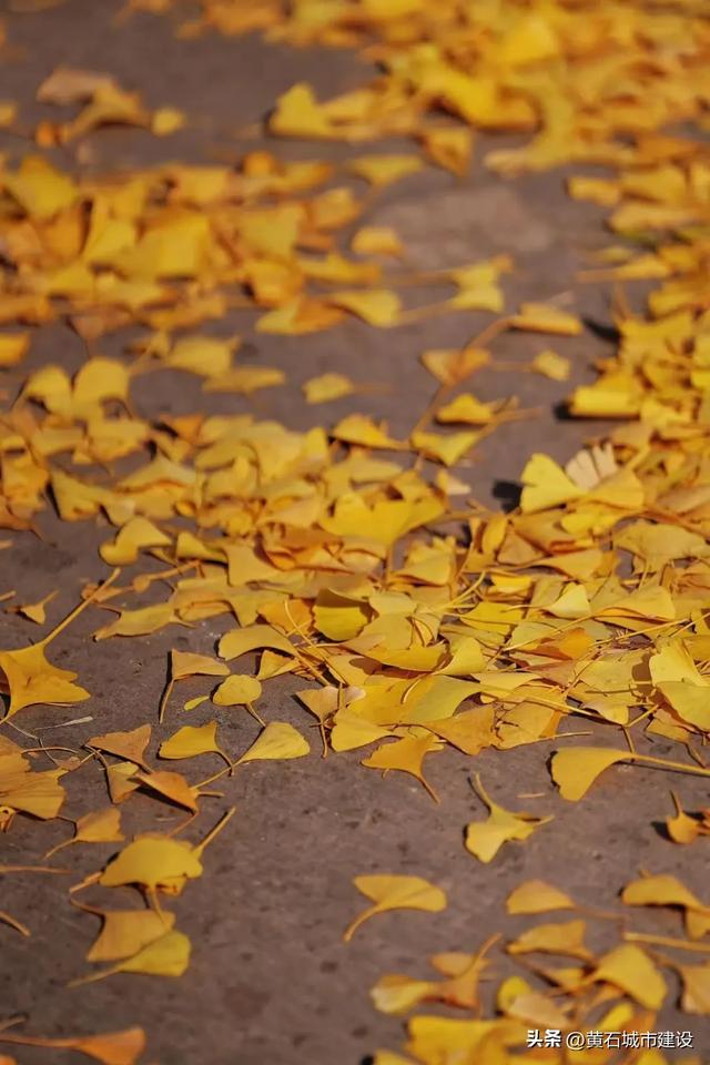 此刻 黄石下起黄金雨！