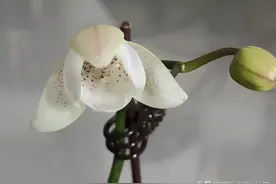 家中一株长花剑的蝴蝶兰，用无孔的瓶子试着湿养，竟开出花来。图片