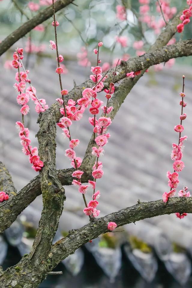 一年一度！重庆园博园红梅开啦→