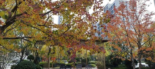 寻美薛城丨这里风景独好！美景尽收眼底，凭“颜值”出圈的社区美景！