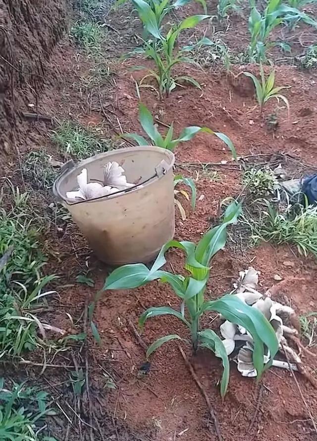 云南玉溪一女子发现玉米地里发现大量鸡枞菌，场面状观！
