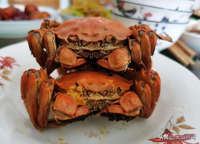 螃蟹公母怎么区分？别买错了！
