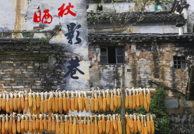 9月23日九砂晒秋开启，邂逅多彩秋日丨有一种团圆在徽州
