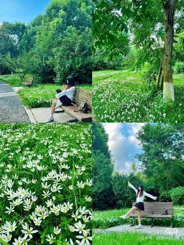 地铁直达！美爆！成都8个秋日限定美景上新！实拍免费，抓紧时间冲！