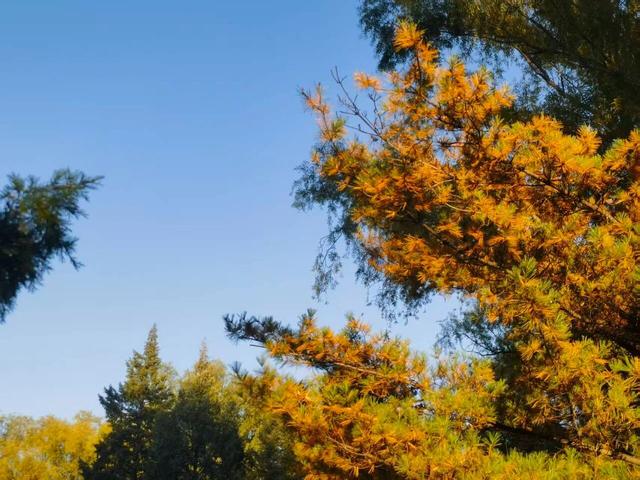 颐和园秋色印记