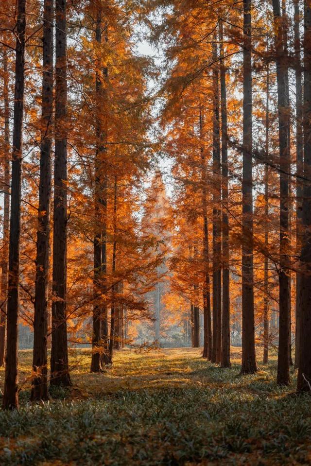 “最美风景在路上·沿海风景线·水杉红了”自驾游主题文旅系列活动启动