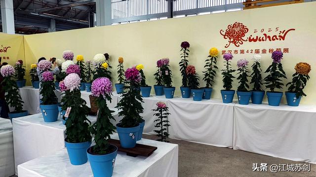 秋韵菊香、沙湖寻美—— 沙湖公园武汉第42届菊花展掠影