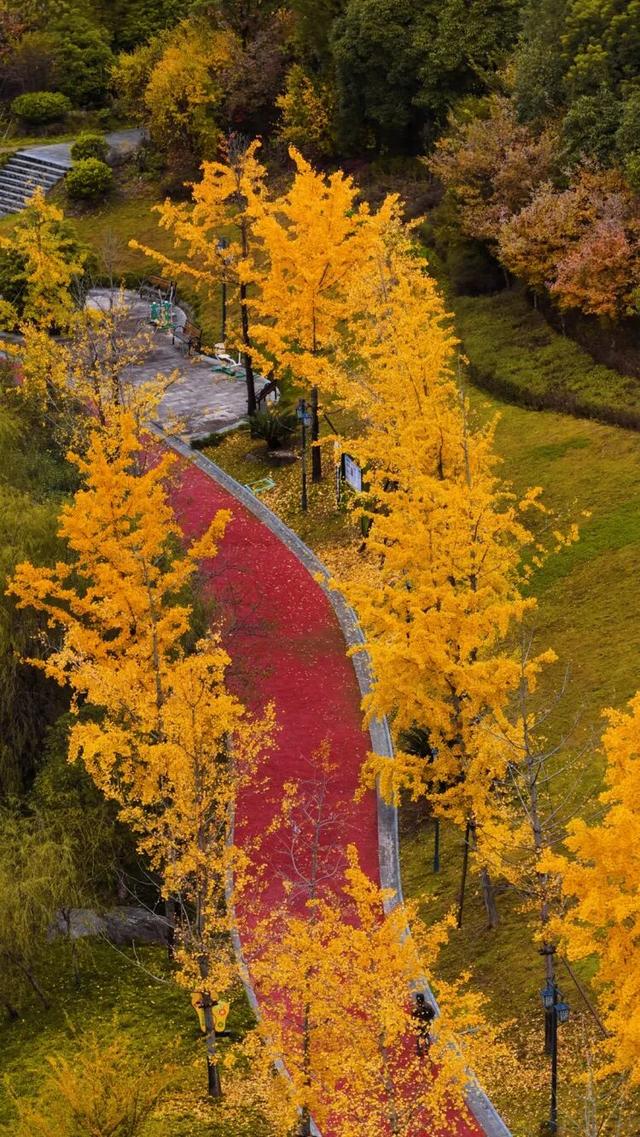 速来！桐梓这里含“金”量超高~