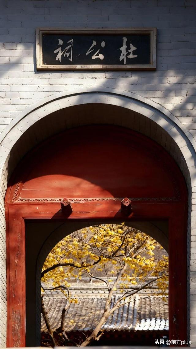 暗香浮动古城间 西安蜡梅迎冬绽放