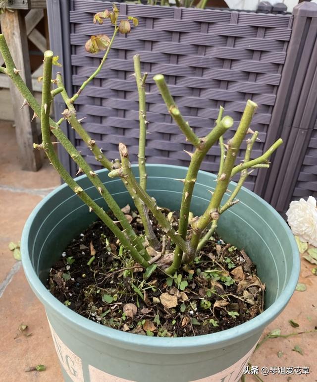 11月份了	，快来给家里的花草“剃头”吧！来年会更加枝繁叶茂