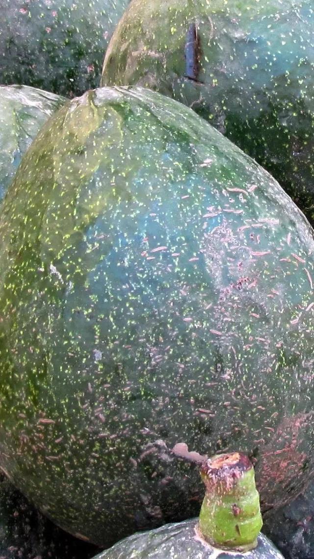 世界上10种最大的水果：从榴莲到牛油果，每一种都大到惊人