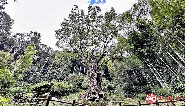 佐贺「武雄市」自由行：2天1夜自由行景点、美食、住宿推荐全整理