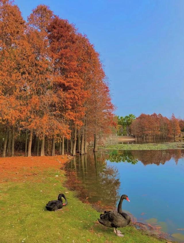 厦门可以看到黑天鹅的几个地点分享：厦大芙蓉湖，五缘湾，园博苑