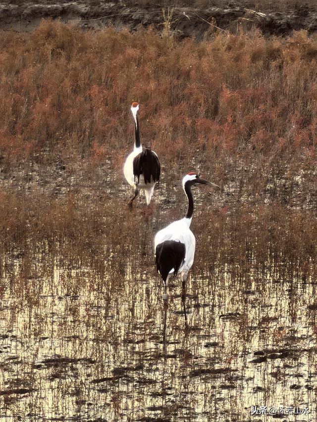 2025辽宁赏秋之旅日记(6)——到辽河口中国最北海岸线看日出 观鸟