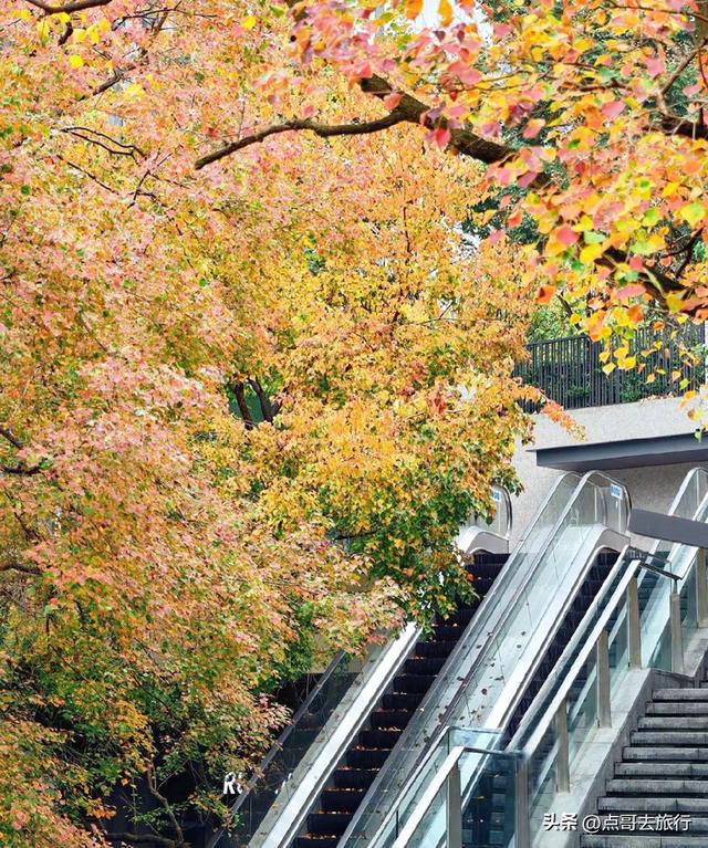 成都这4个彩林会爆火，既壮观又唯美，全部免费，地铁公交直达！