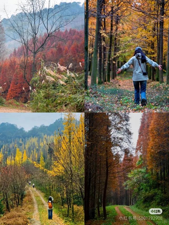 黄了！彩了！1h刹拢成都最近赏秋地，徒步拿奖牌、邂逅古寺银杏！老街美食好吃惨！