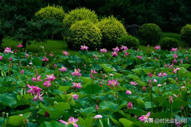 荷叶叠翠，荷花吐艳，夏日盛景入眼来！