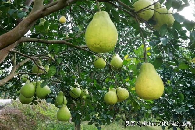 你没眼花！现在给你的是《2026放假安排（柳州版）》！速转存了解！