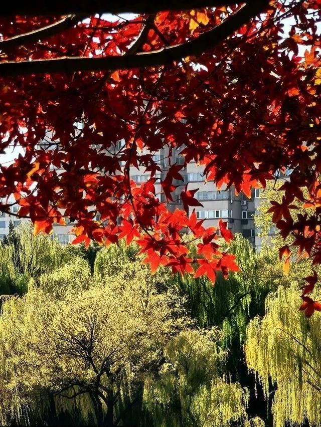 此刻的北京，见证秋与冬的双向奔赴