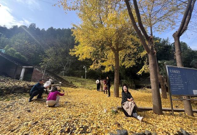 银杏披“金甲”！西安化羊庙美景如画