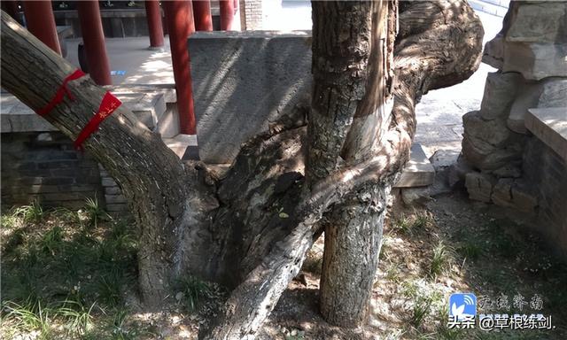 《草根春秋》系列 旅游篇 七 走马观花济南市