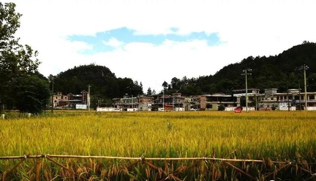 乡游黔中 · 长顺县 付家院村丨金菊翻浪映秋色,品味沉淀的时光