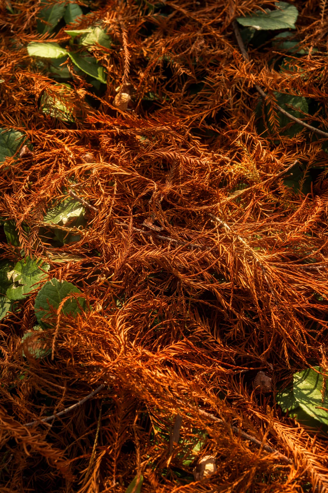 临沂「红杉」「红枫」浓度拉满，出片率100%