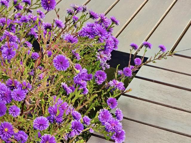 秋景秋色秋意浓,北京城市副中心藏着古今交融的浪漫