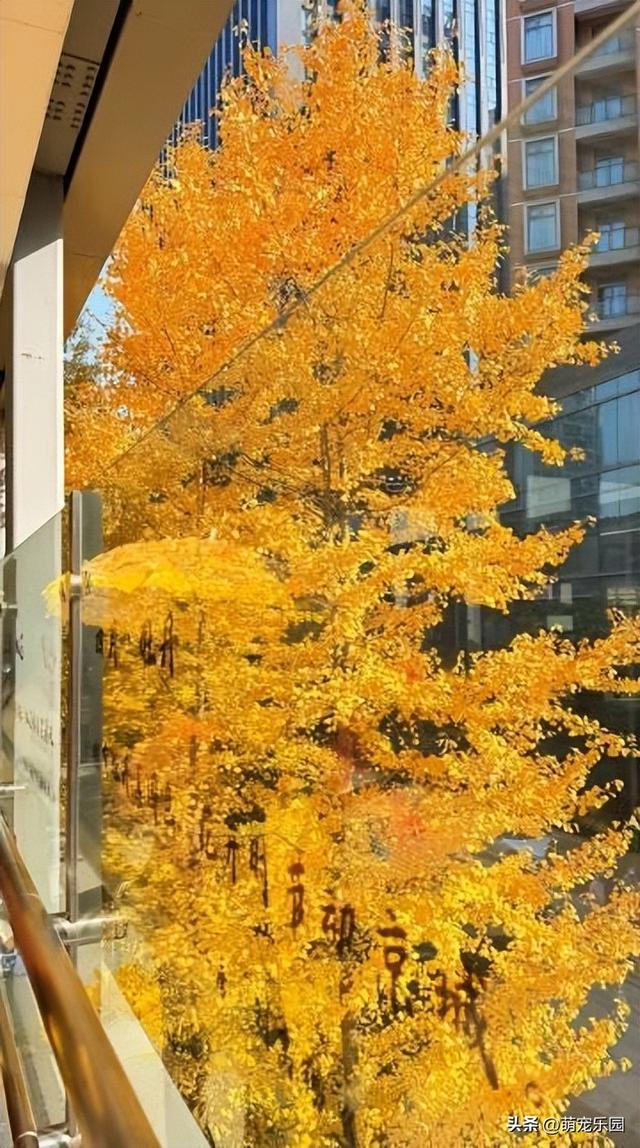 地铁口现武汉最美秋天，银杏叶金黄满树，路人纷纷掏出手机拍照