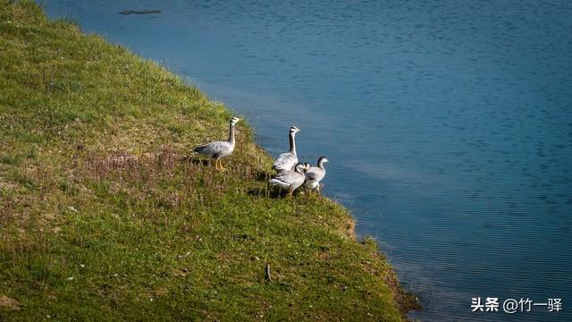 青海布哈河湿地：青海湖的母亲河
