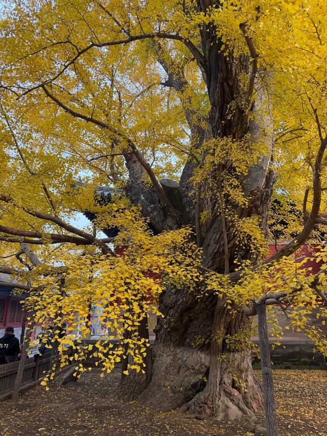 甘撒金缕苒秋寰