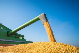 2024年玉米、大豆粮补“两高一涨”！粮补金额上涨60-80元！图片