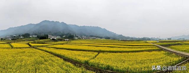 美如画！宜宾一地900亩油菜花开了
