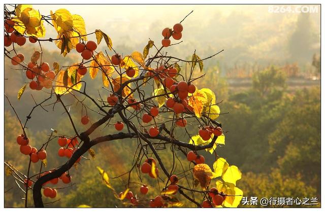 山东行游影记（193）—青州仰天山柿子沟（一）