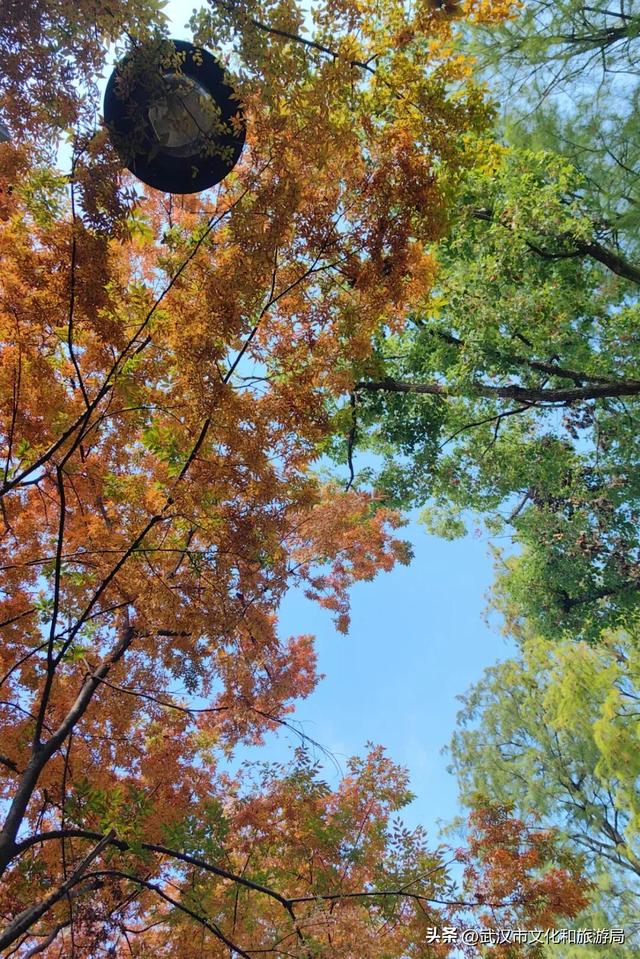 啊“秋”，彩林已上线，快收下这份斑斓！