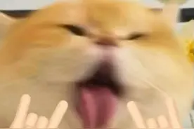 表情包 这里肯定有你们喜欢的图片