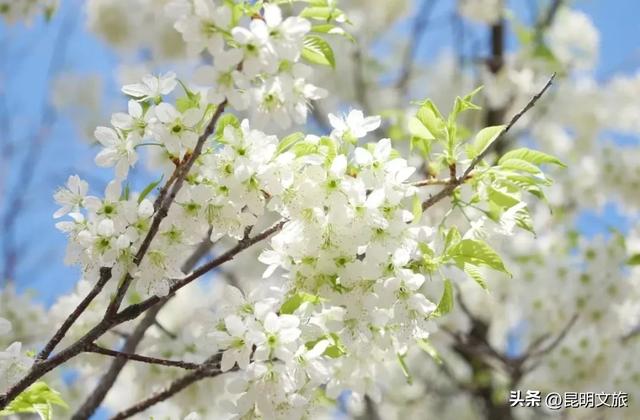 美炸！美炸！全国裹貂我赏樱！昆明最全冬樱赏花攻略来了，周末快冲~