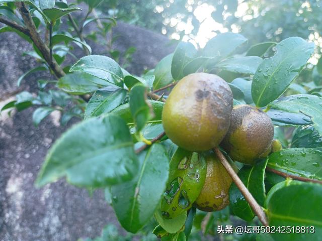 福安溪柄流米寺：寻幽揽胜，畅享神仙之乐