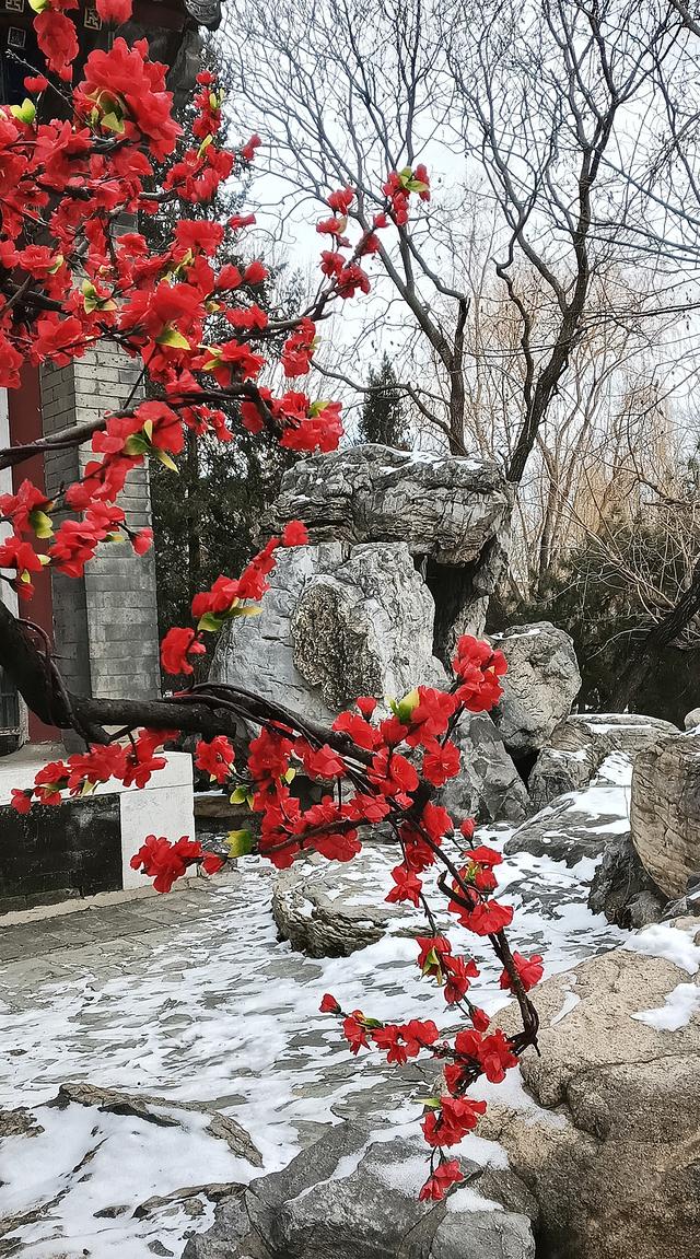 北京大观园“梅花”提早绽放 古风新春景致惊艳亮相
