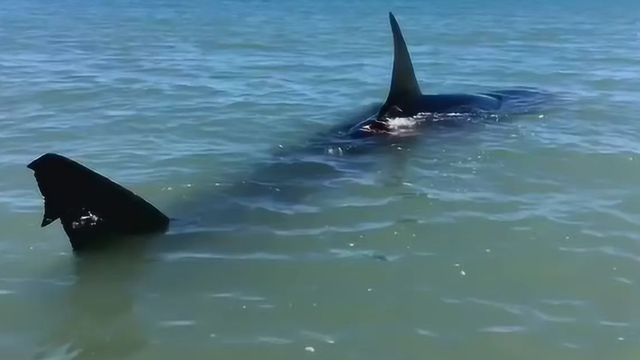 惊险！女子生理期潜水被鲨鱼咬伤，专家：血腥味有刺激