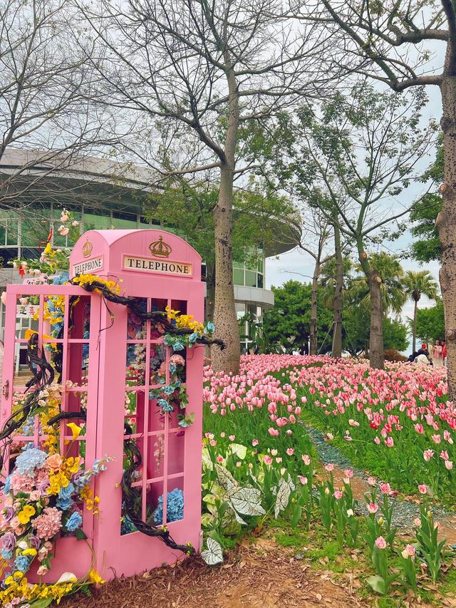 福州春日出游必打卡！农大沙滩公园的郁金香花海，美到令人藏不住